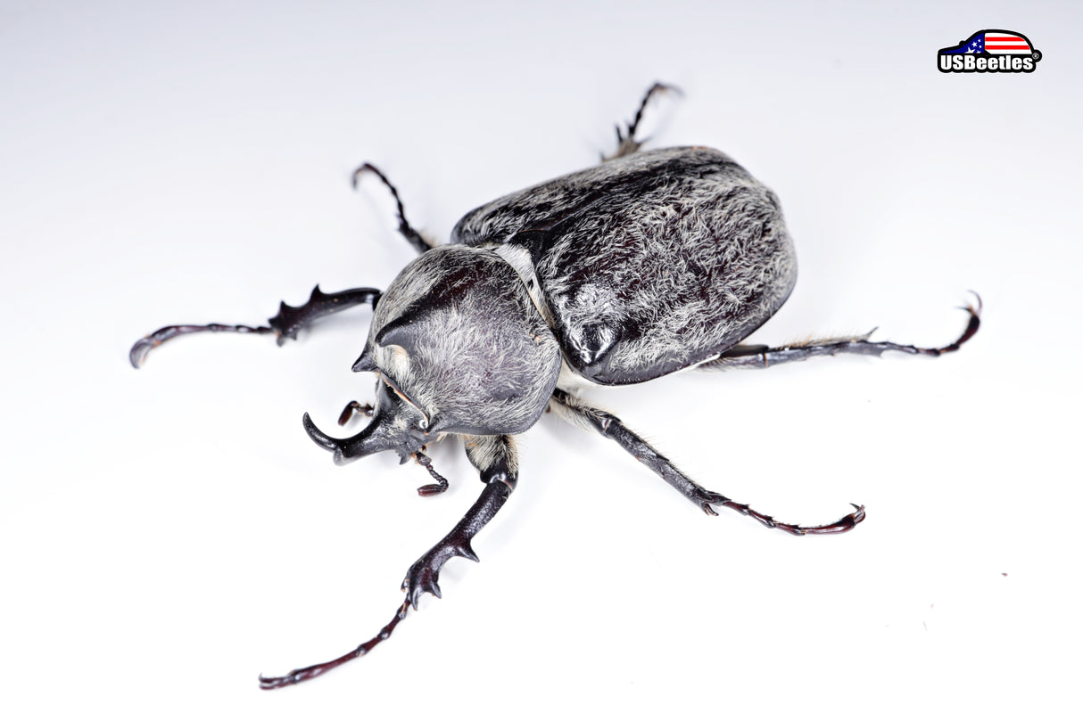 Texas Elephant Beetle (Megasoma vogti)