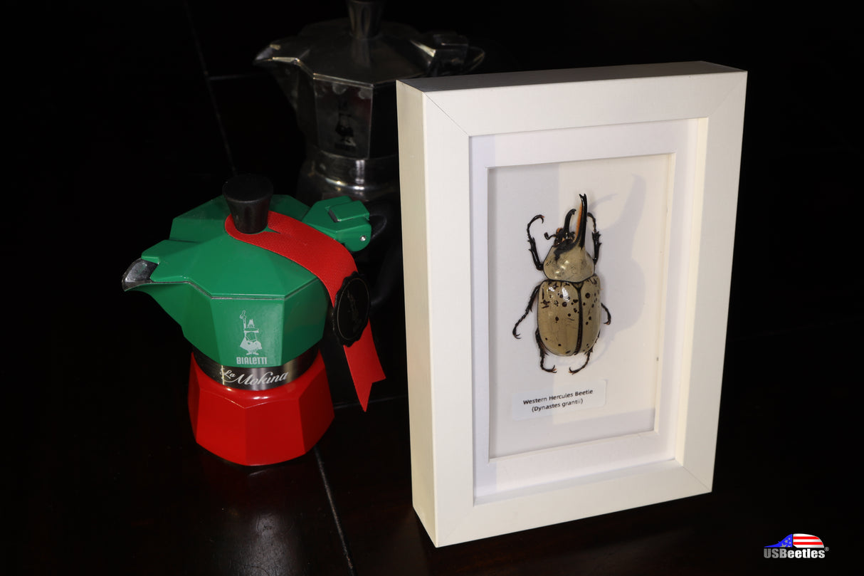 Specimen Display Box