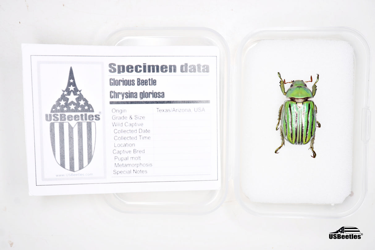 Glorious Jewel Scarab (Chrysina gloriosa) - Specimen