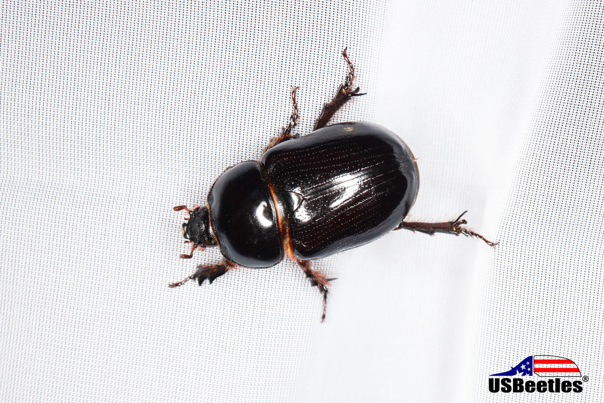 Rhinoceros Beetle (Xyloryctes thestalus)