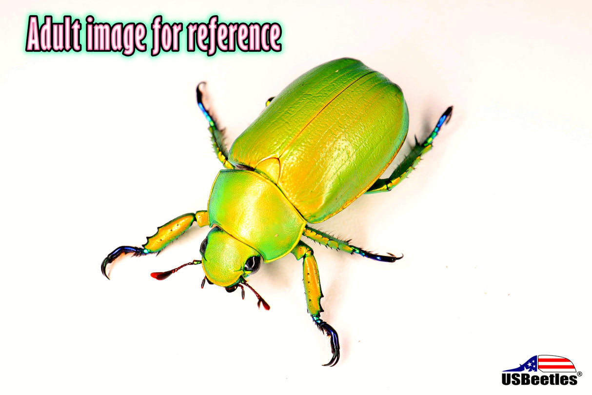 Woodr's Jewel Scarab (Chrysina woodi) L3