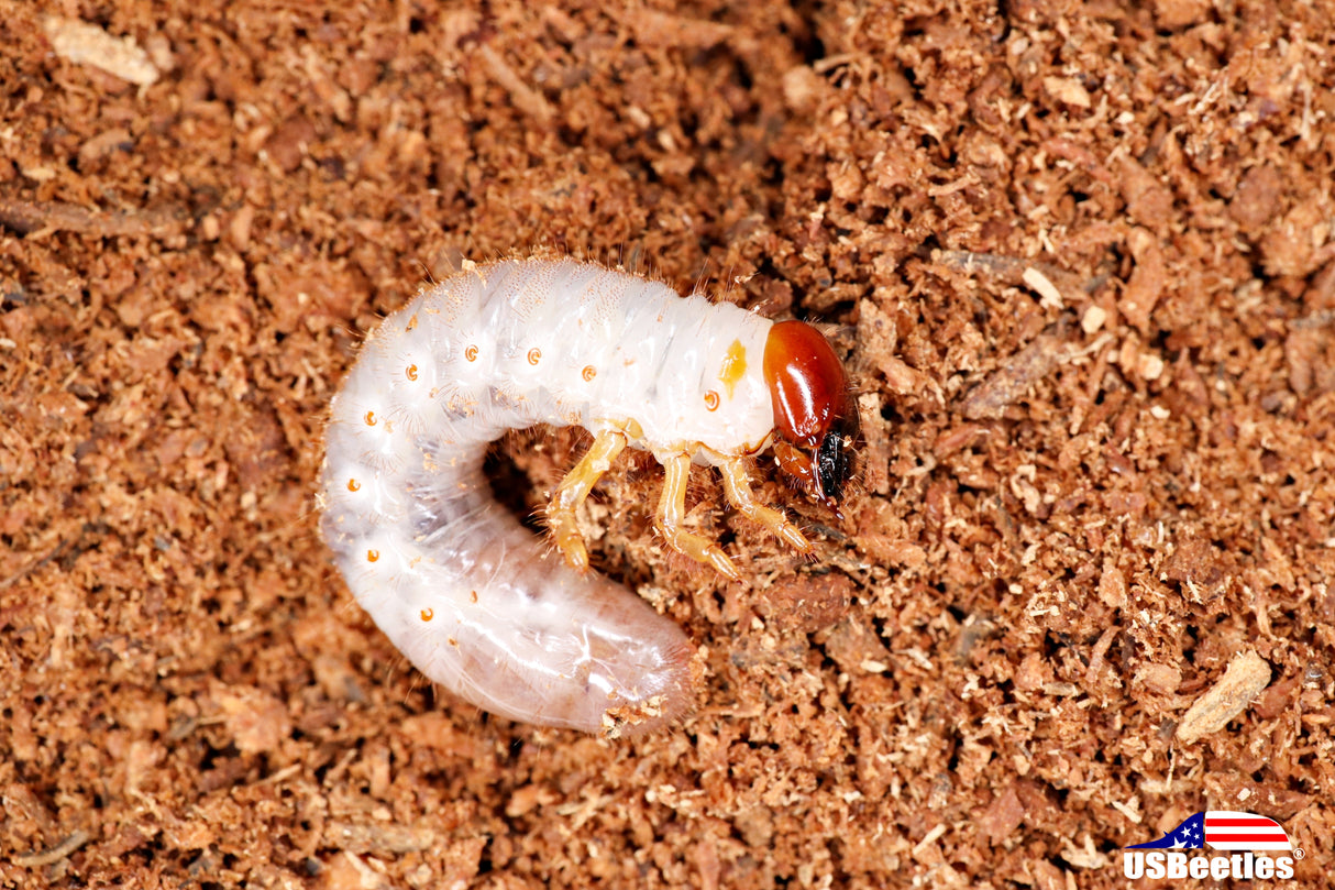 Beyer's Jewel Scarab Beetle (Chrysina beyeri) larva