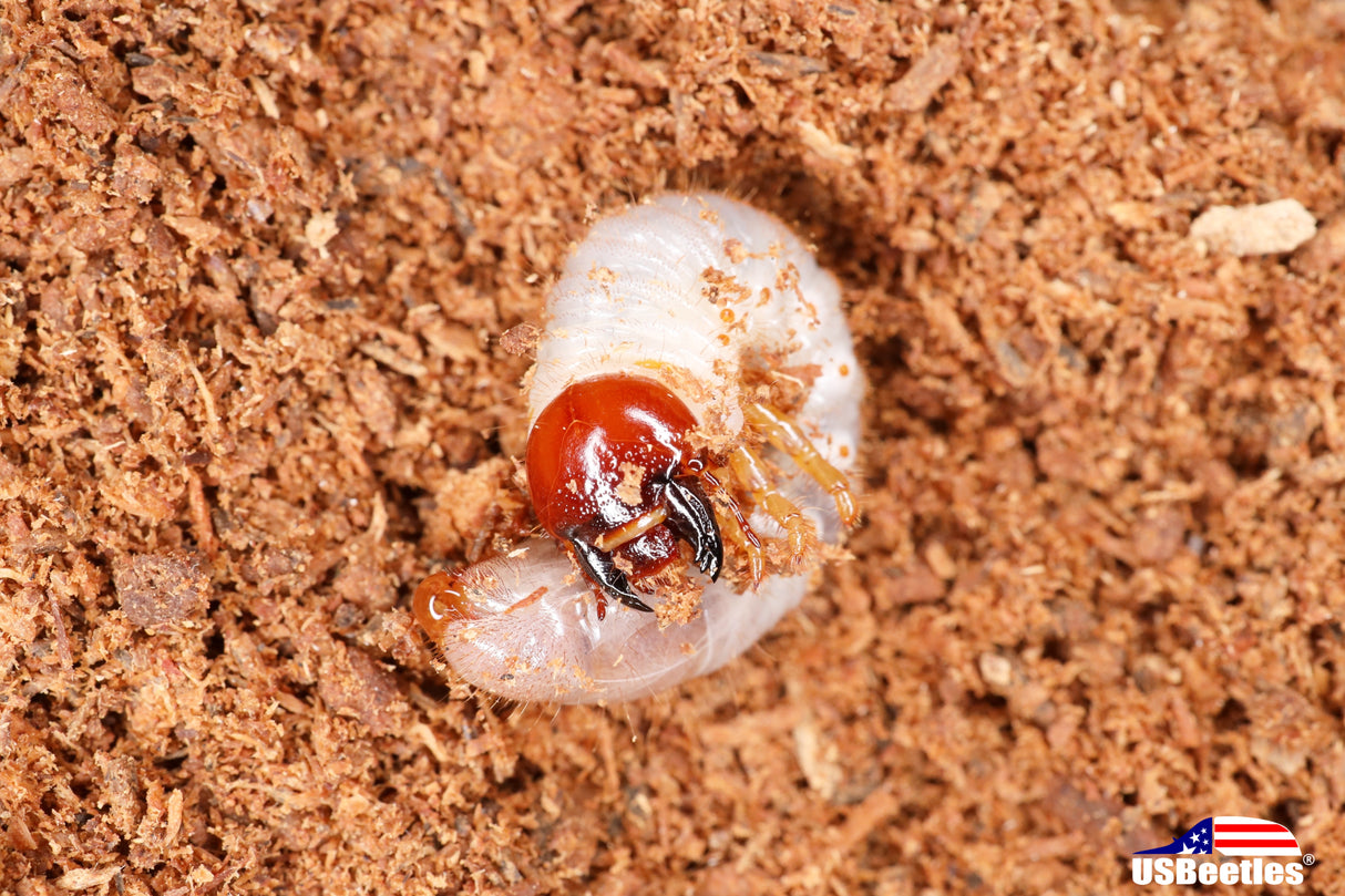 Beyer's Jewel Scarab Beetle (Chrysina beyeri) larva
