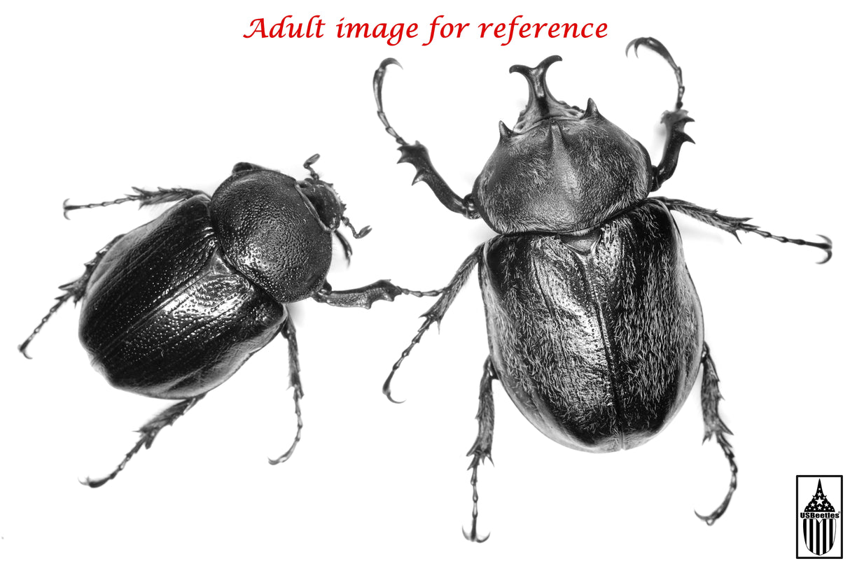 Texas Elephant Beetle (Megasoma vogti) larva.