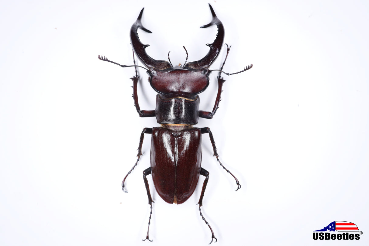 Giant Stag Beetle (Lucanus elaphus) - Specimen