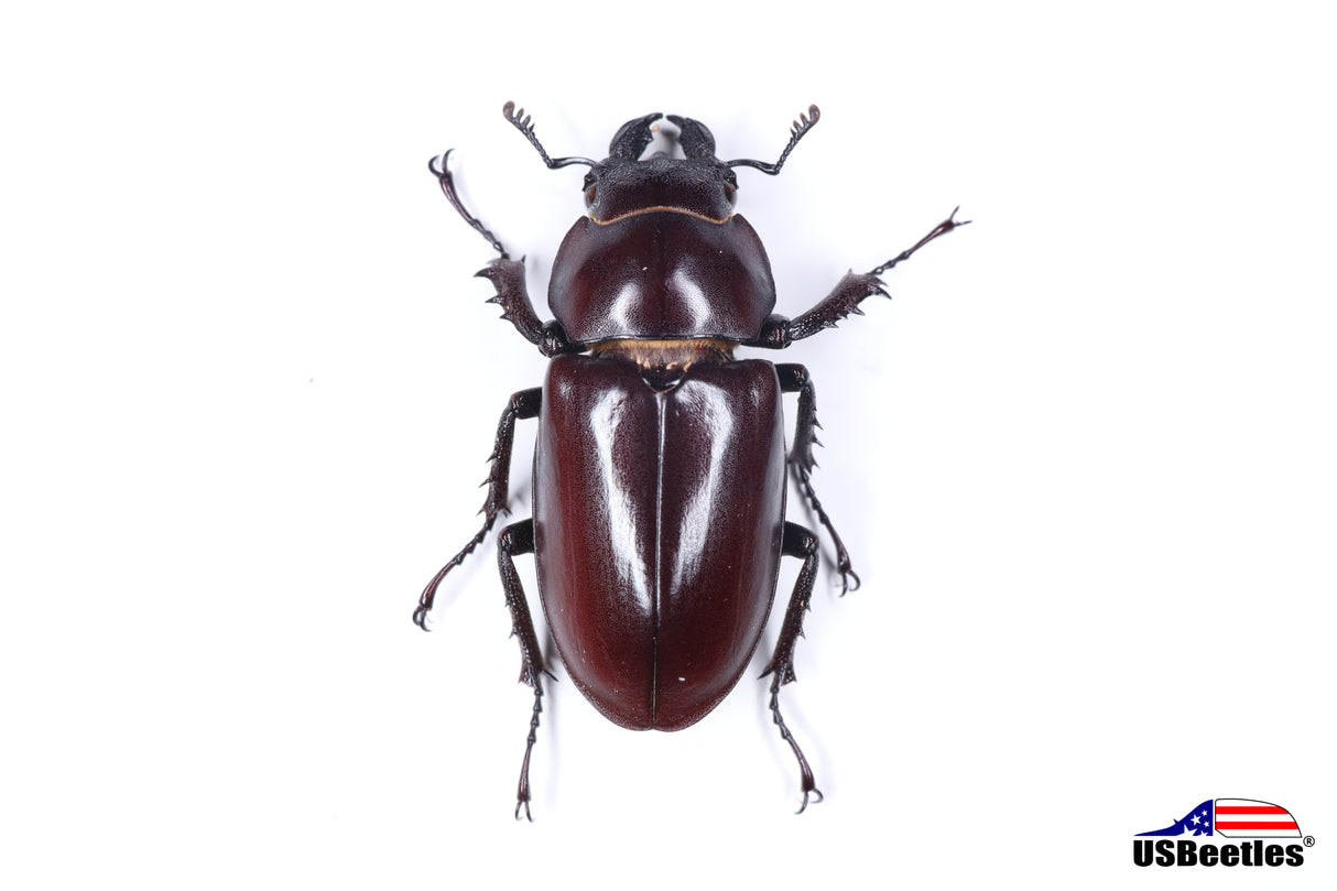 Giant Stag Beetle (Lucanus elaphus) - Specimen