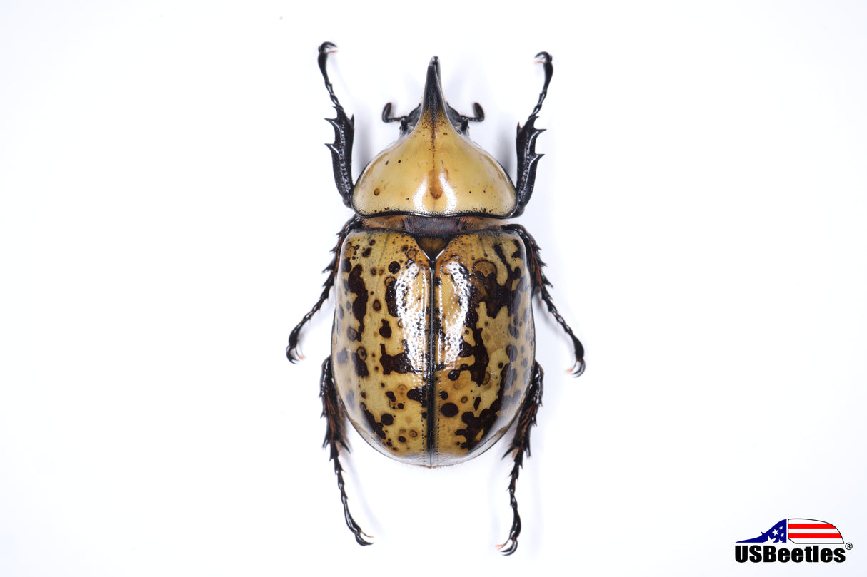 Eastern Hercules Beetle (Dynastes tityus) - Specimen