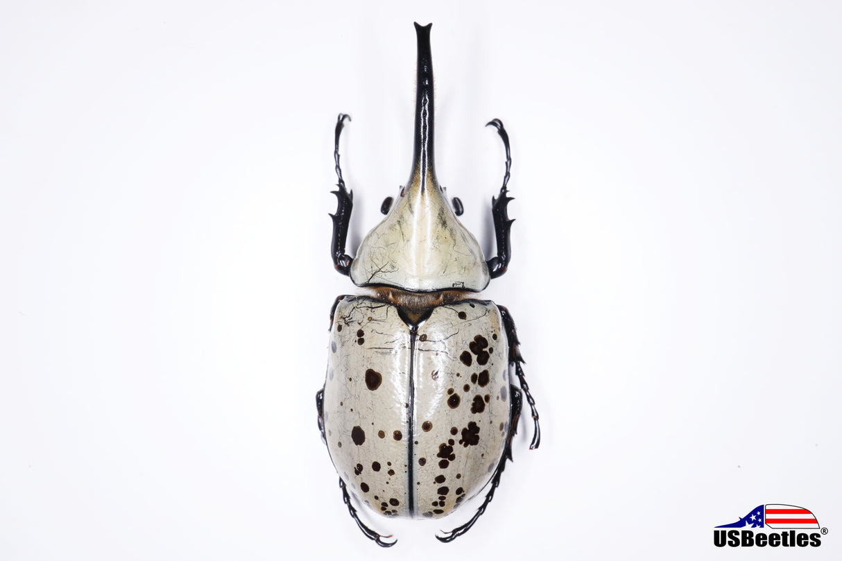 Western Hercules Beetle (Dynastes grantii) - Specimen