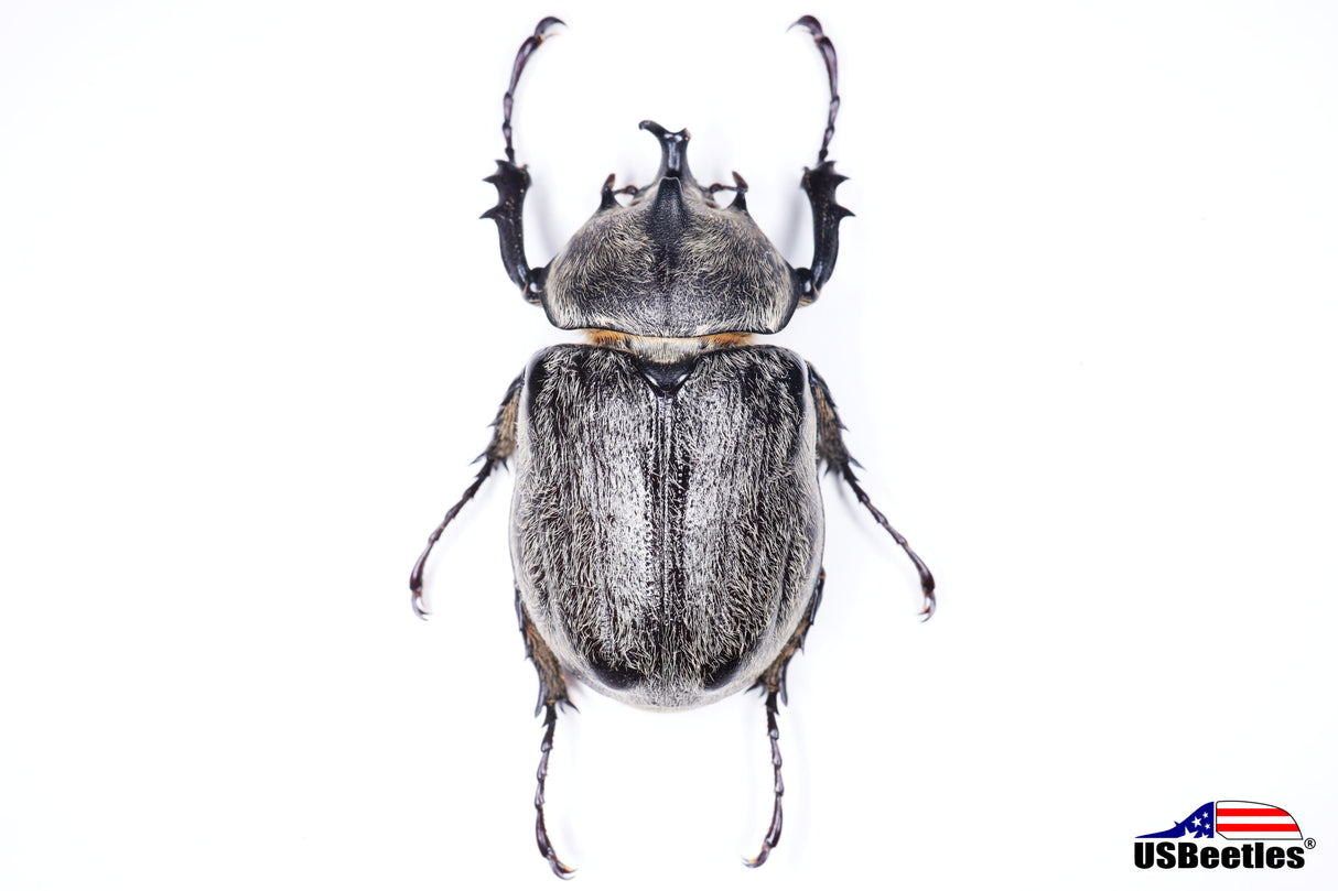 Texas Elephant Beetle (Megasoma vogti) - Specimen