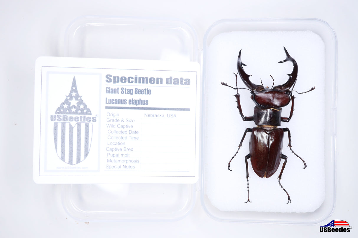 Giant Stag Beetle (Lucanus elaphus) - Specimen