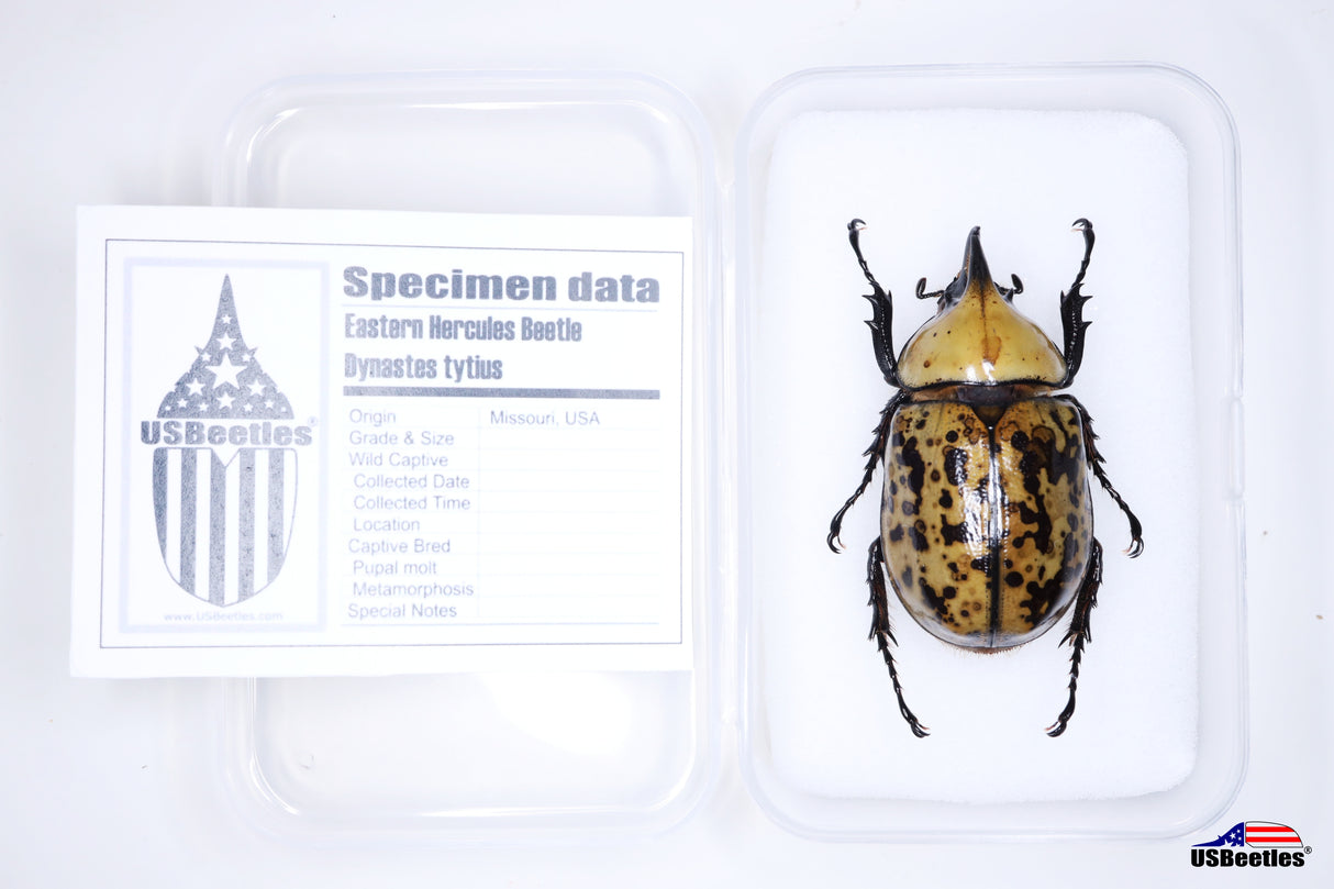 Eastern Hercules Beetle (Dynastes tityus) - Specimen