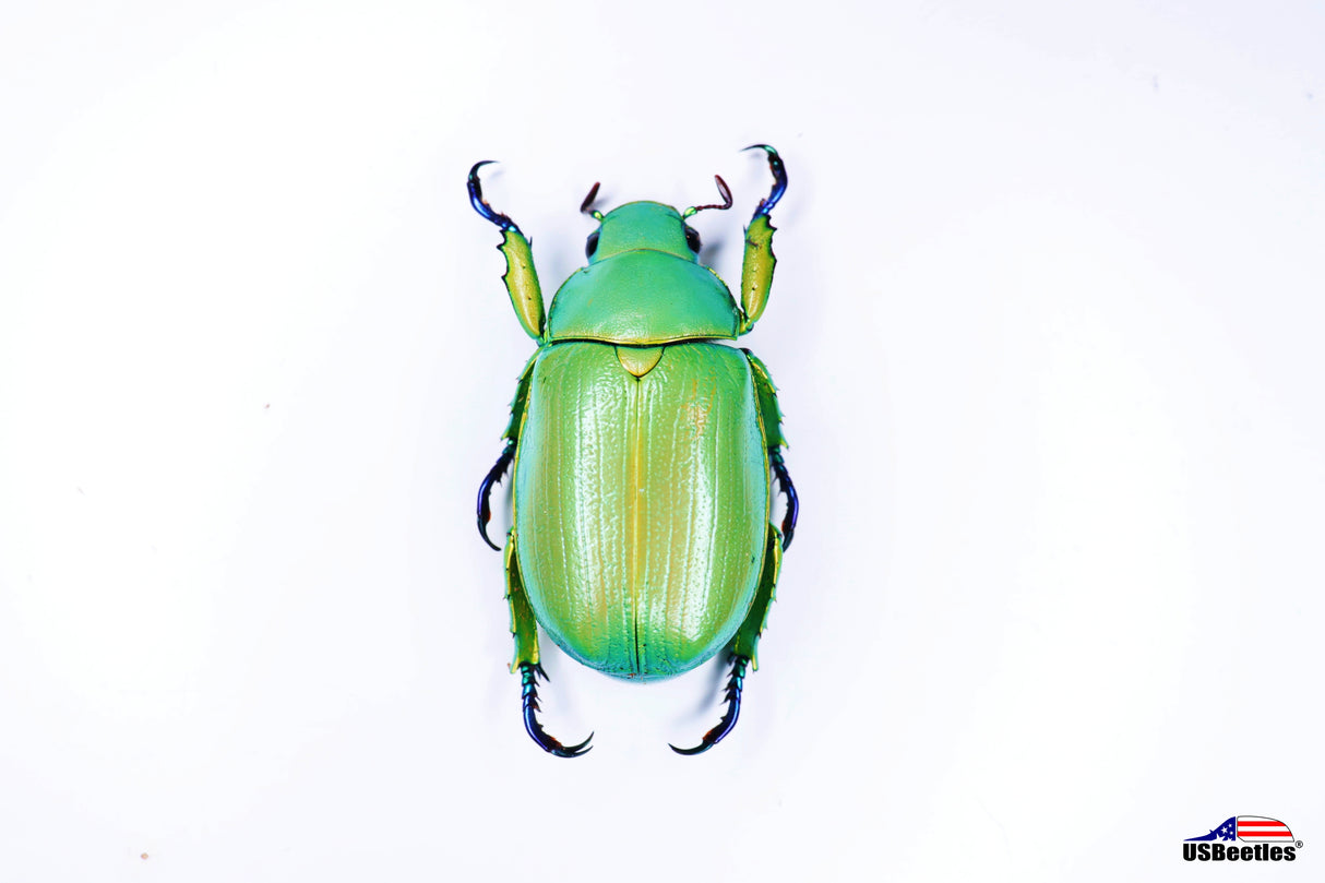 Wood's Jewel Beetle (Chrysina woodi) - Specimen