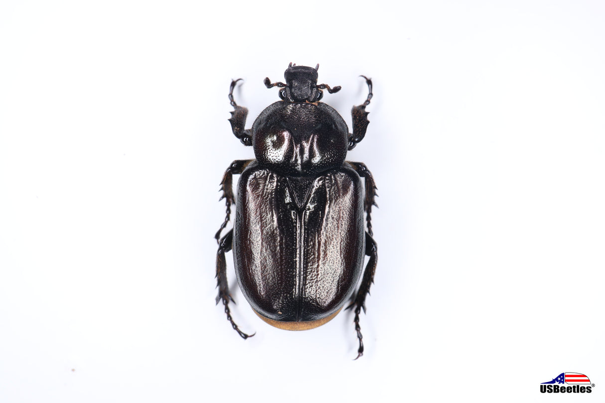 Hermit Flower Beetle (Osmoderma subplanata) - Specimen