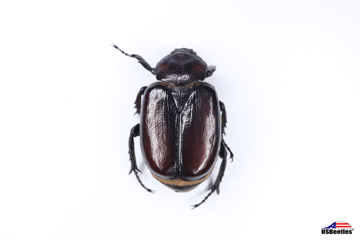 Hermit Flower Beetle (Osmoderma subplanata) - Specimen