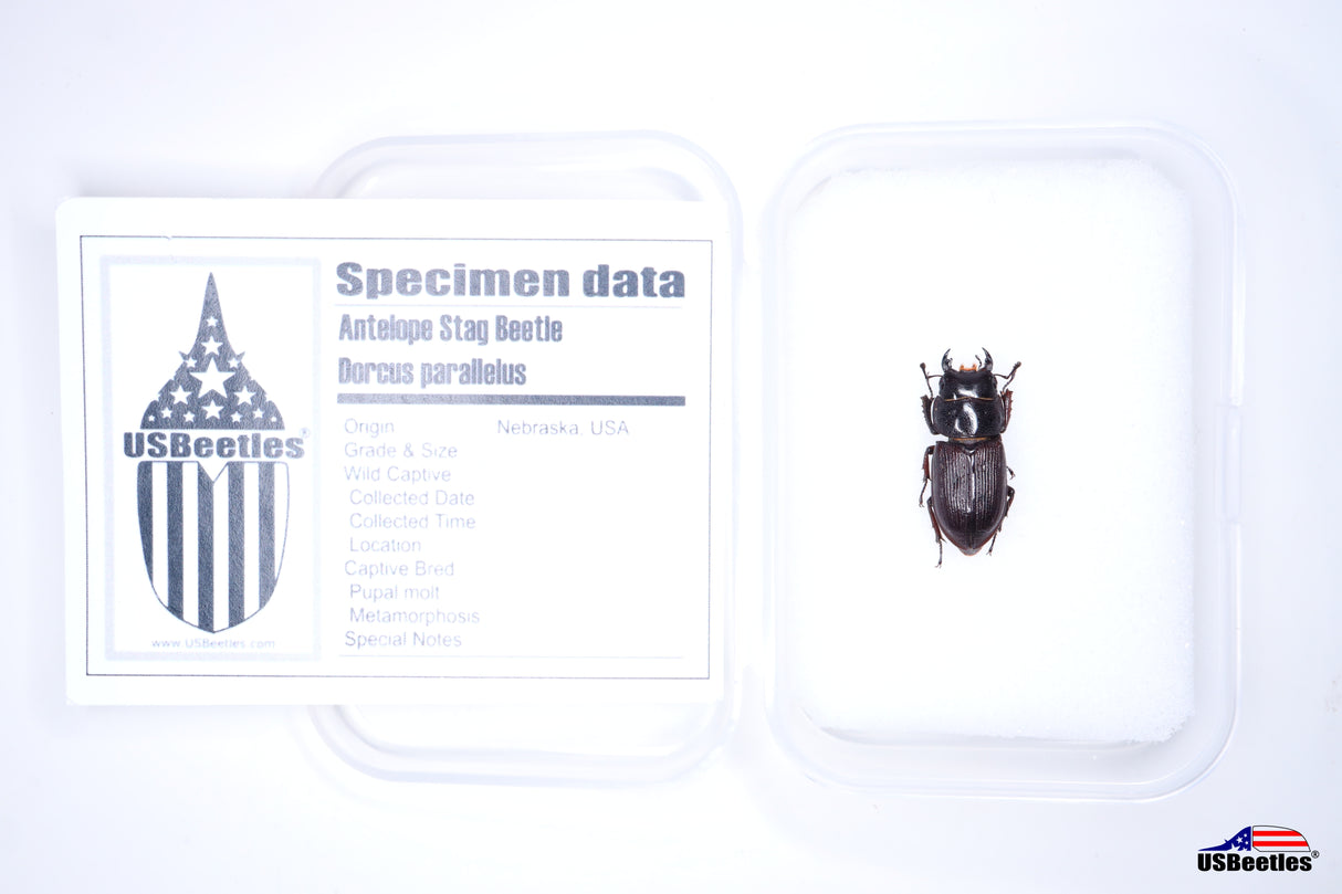Antelope Stag Beetle (Dorcus parallelus) - Specimen