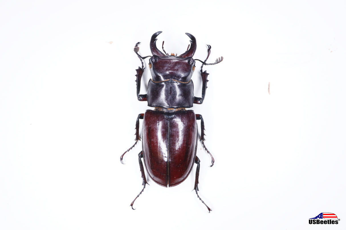 Reddish-brown Stag Beetle (Lucanus capreolus) - Specimen