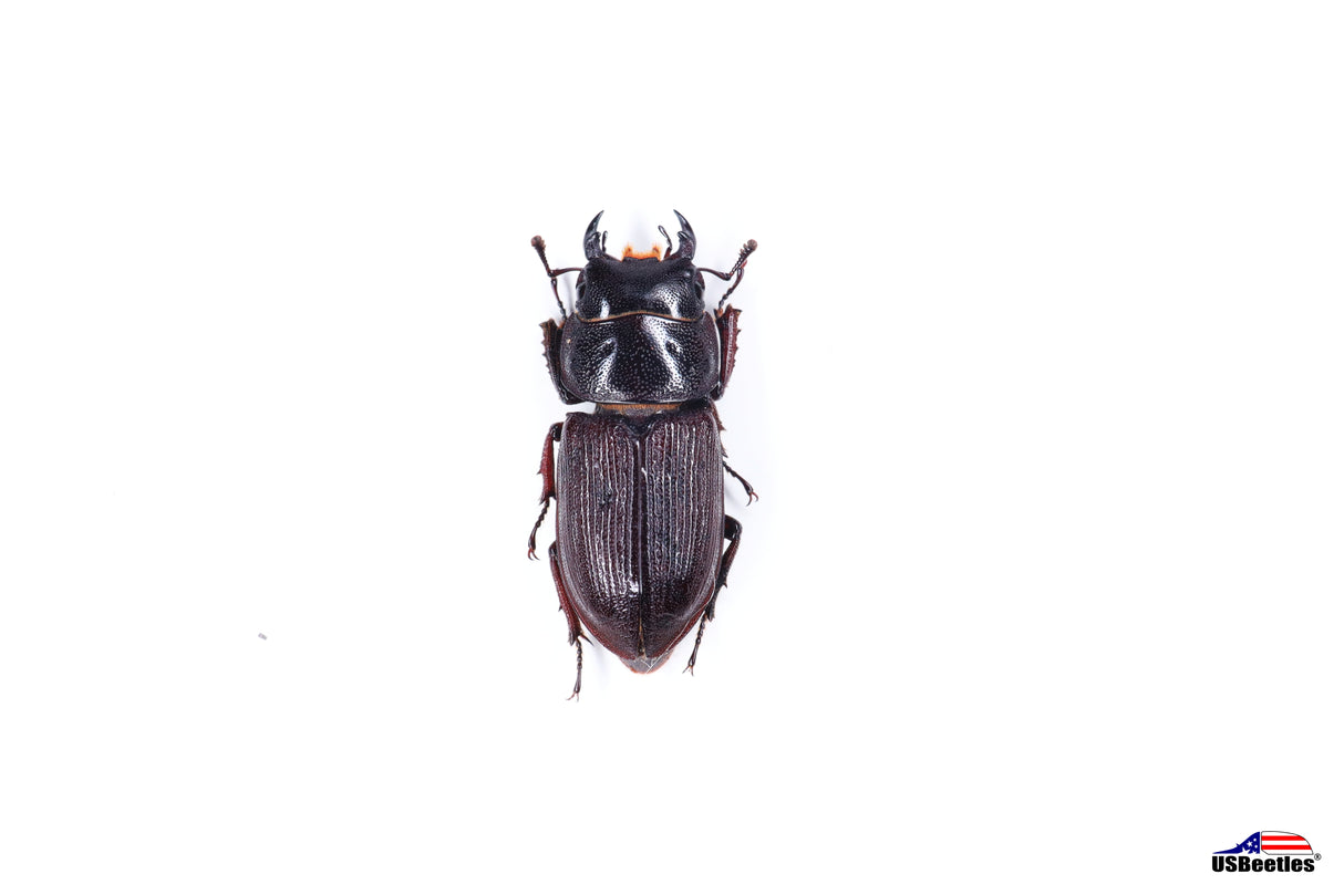 Antelope Stag Beetle (Dorcus parallelus) - Specimen