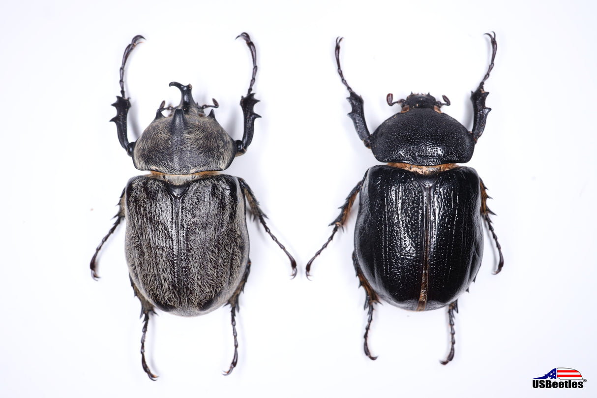 Texas Elephant Beetle (Megasoma vogti) - Specimen
