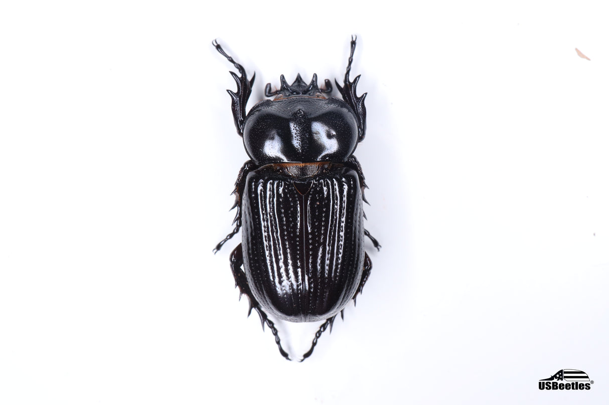 Triceratops Beetle (Phileurus truncatus) - Specimen