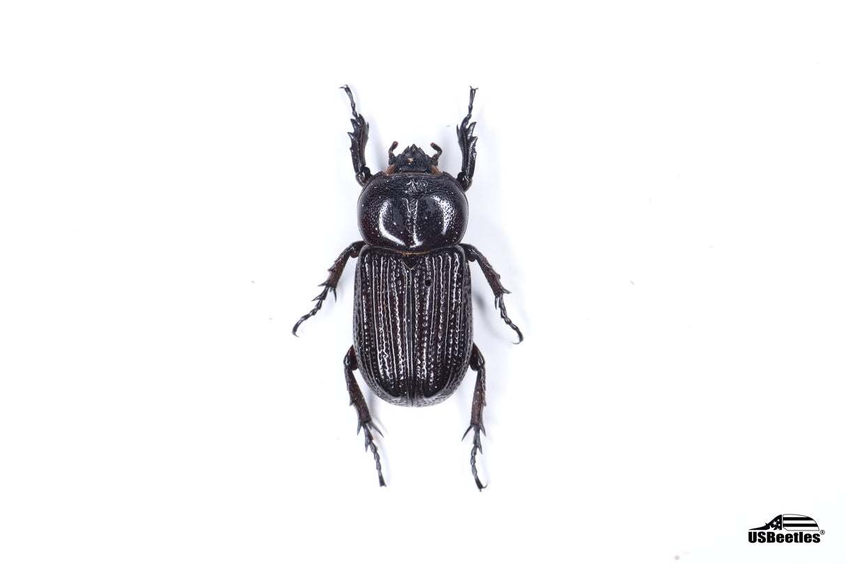 Phileurus valgus - Specimen