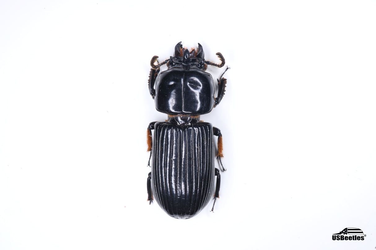 Horned Bess Beetle (Odontotaenius disjunctus) - Specimen
