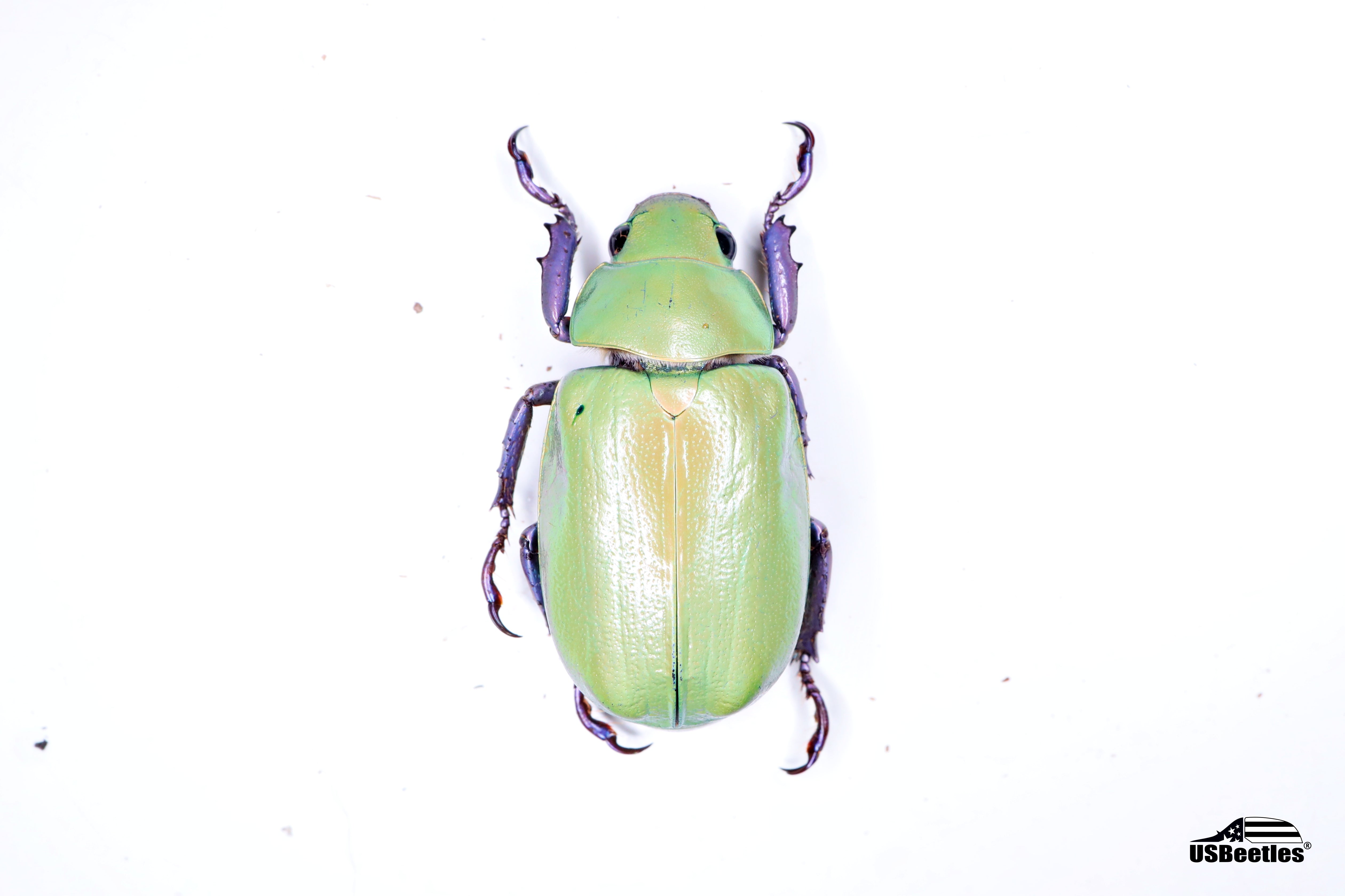 Beyer's Scarab Beetle (Chrysina beyeri) - Specimen – USBeetles