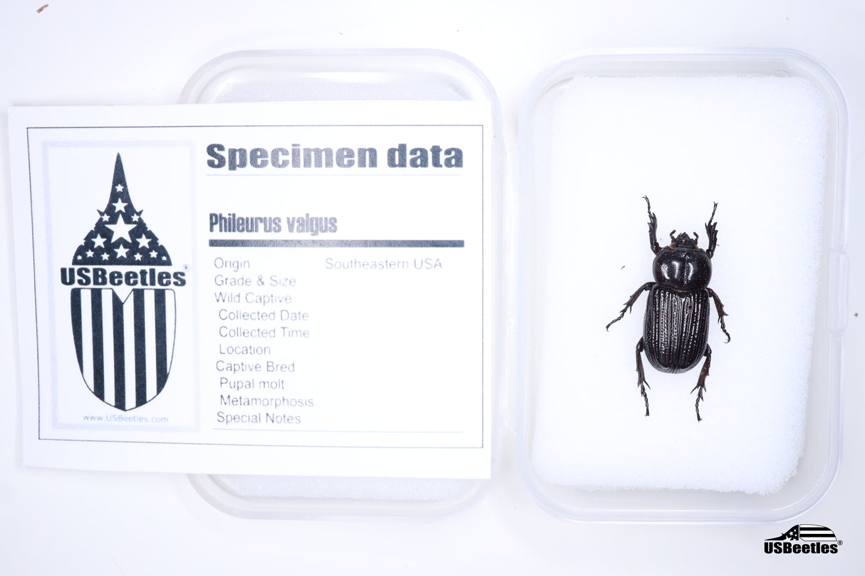 Phileurus valgus - Specimen