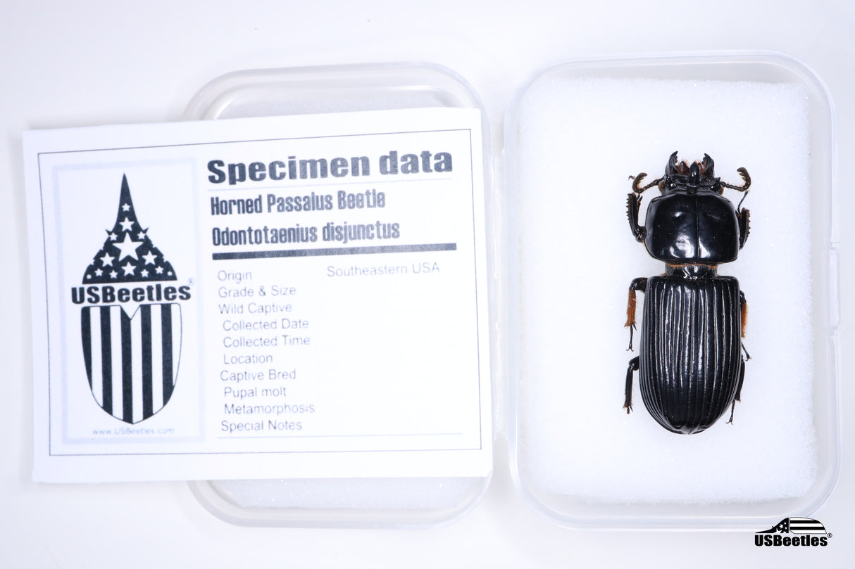 Horned Bess Beetle (Odontotaenius disjunctus) - Specimen