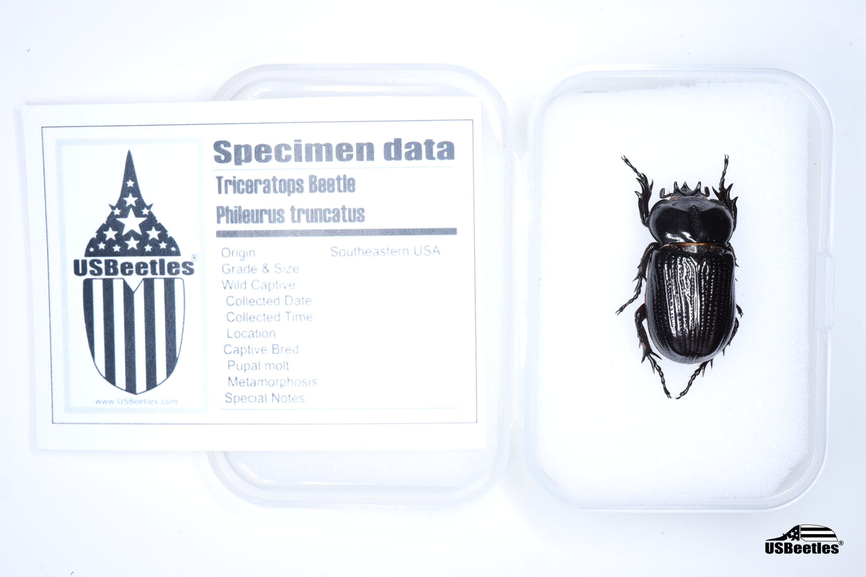 Triceratops Beetle (Phileurus truncatus) - Specimen