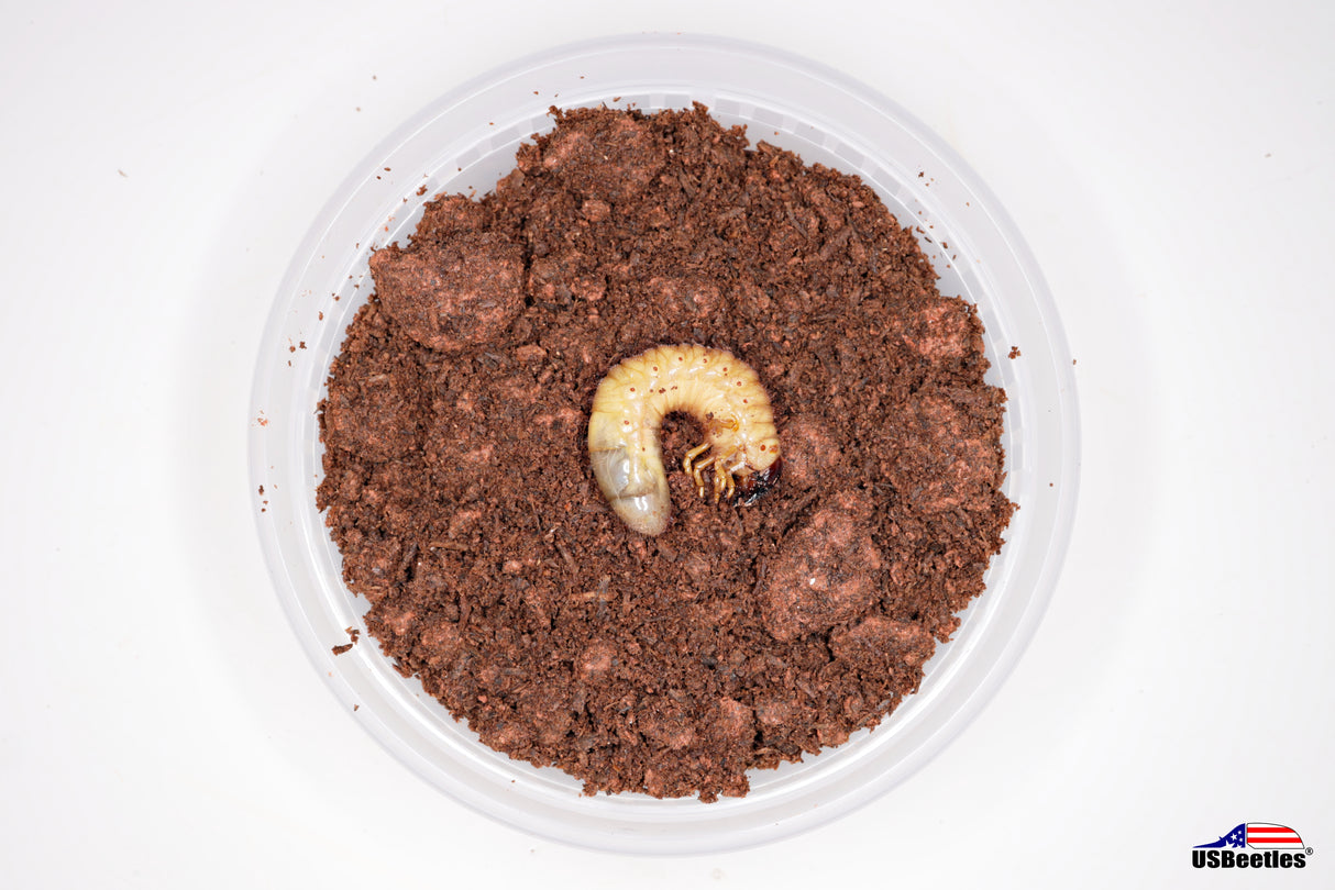 Beyer's Jewel Scarab Beetle (Chrysina beyeri) larva