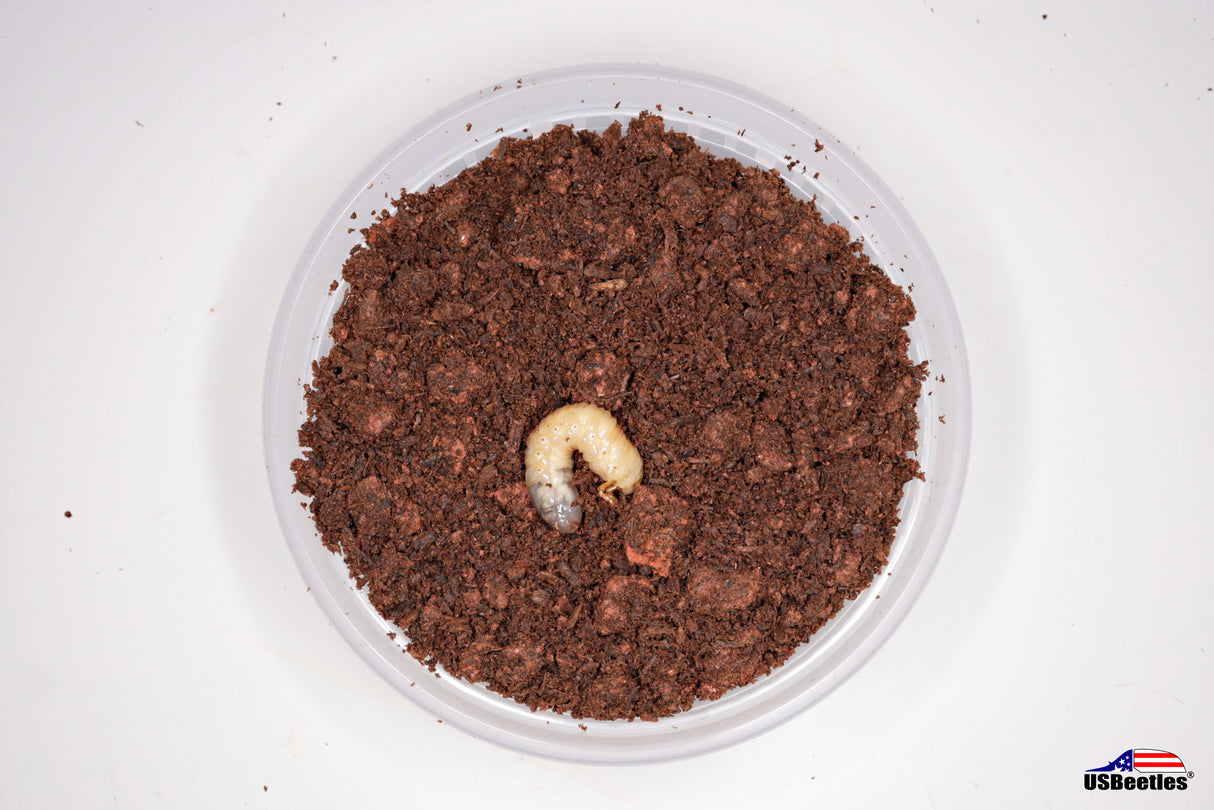 Glorious Beetle (Chrysina gloriosa) larva