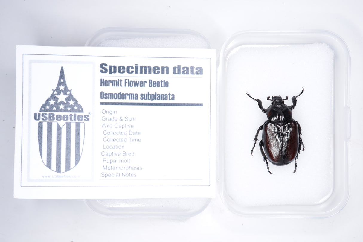 Hermit Flower Beetle (Osmoderma subplanata) - Specimen