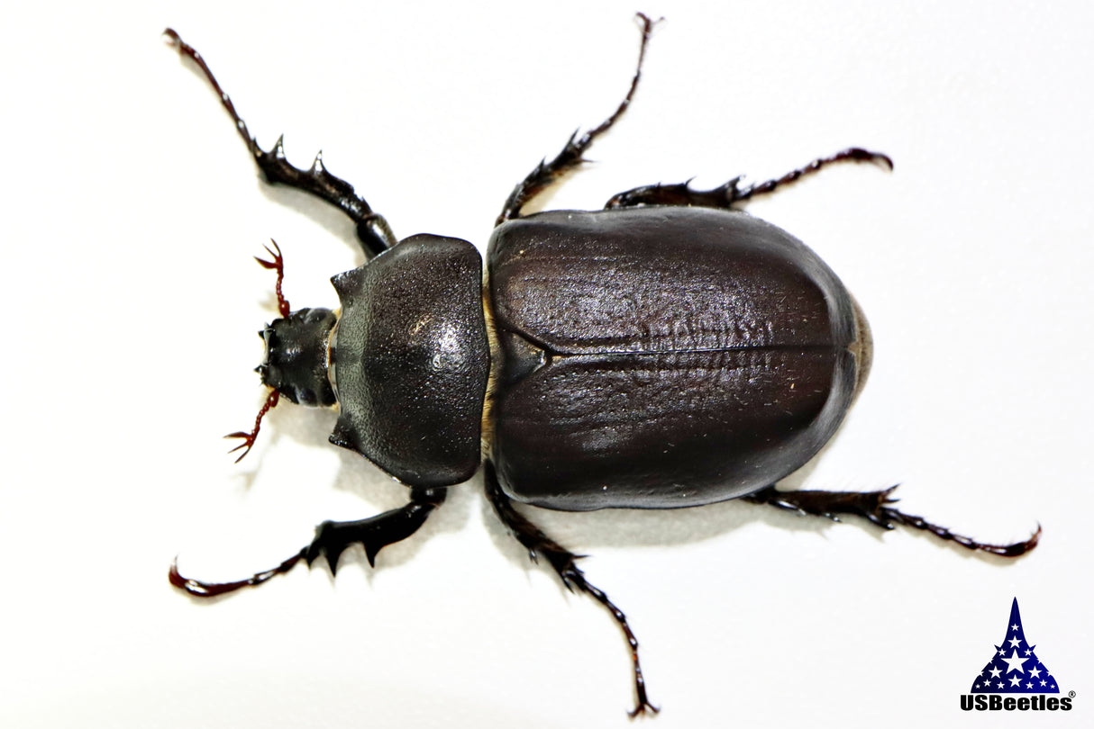 Arizona Elephant Beetle (Megasoma punctulatum)