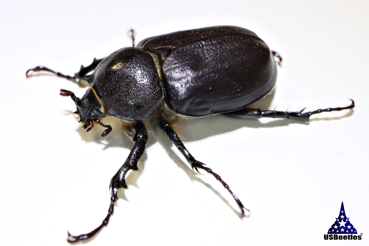 Arizona Elephant Beetle (Megasoma punctulatum)