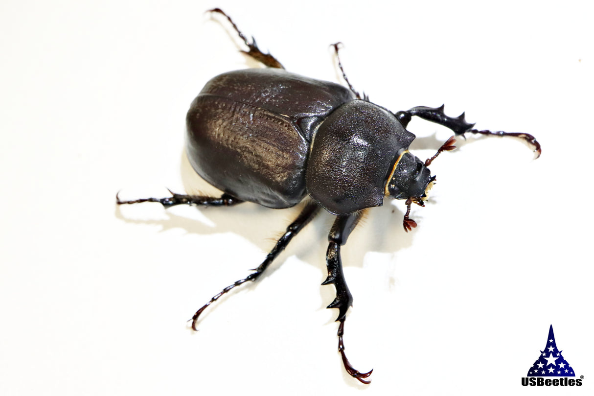 Arizona Elephant Beetle (Megasoma punctulatum)