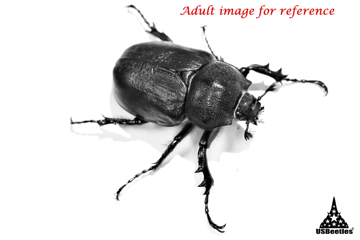 Arizona Elephant Beetle (Megasoma punctulatum) larva.