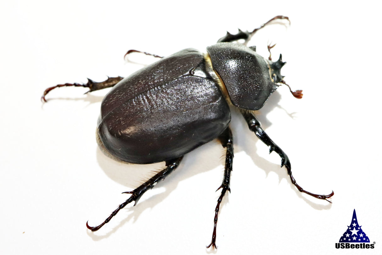 Arizona Elephant Beetle (Megasoma punctulatum)