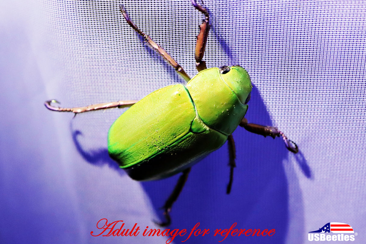 Beyer's Jewel Scarab Beetle (Chrysina beyeri) larva