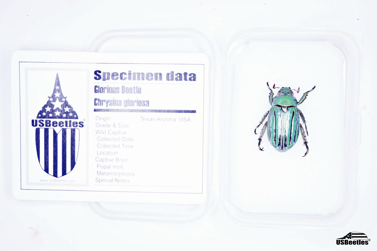 Glorious Beetle (Chrysina gloriosa) - Specimen