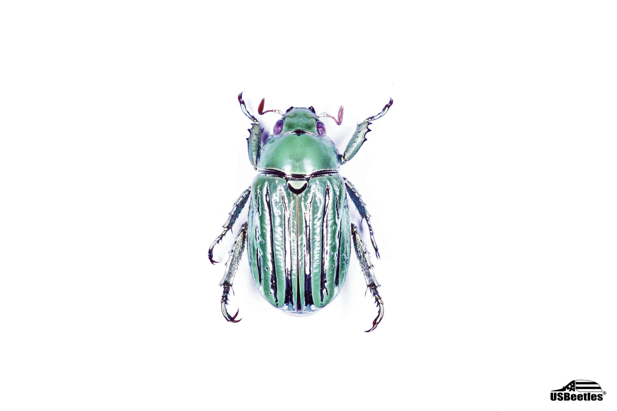 Glorious Beetle (Chrysina gloriosa) - Specimen