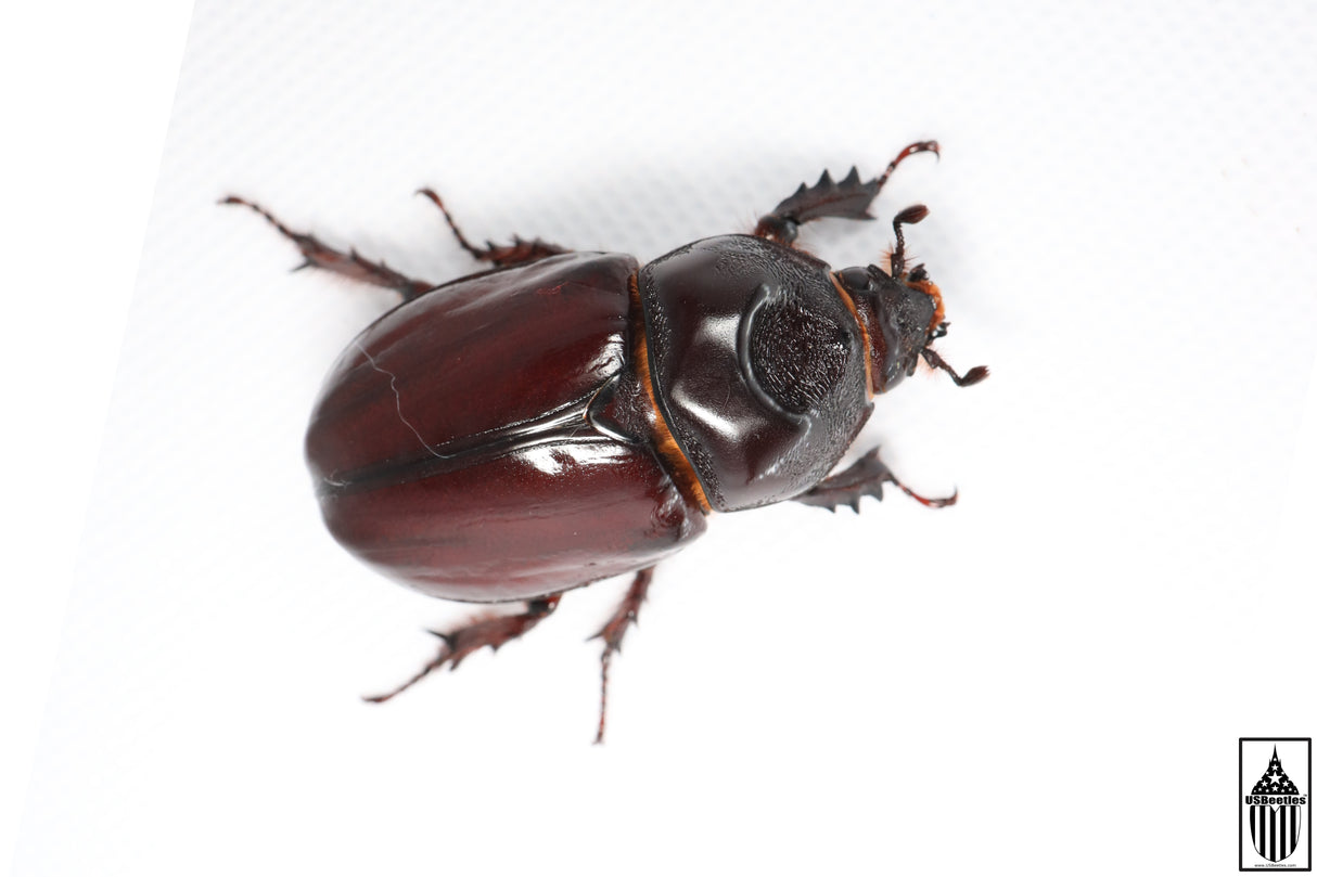 Ox Beetle (Strategus aloeus)