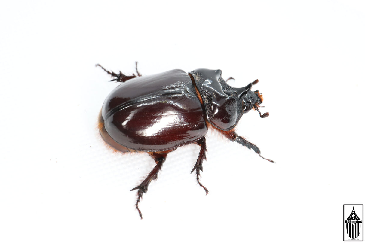 Ox Beetle (Strategus aloeus)