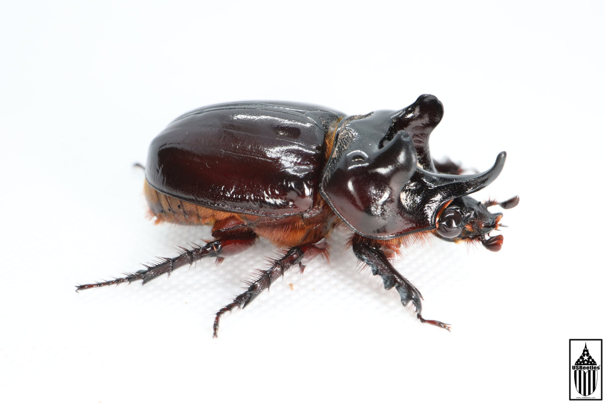 Ox Beetle (Strategus aloeus)