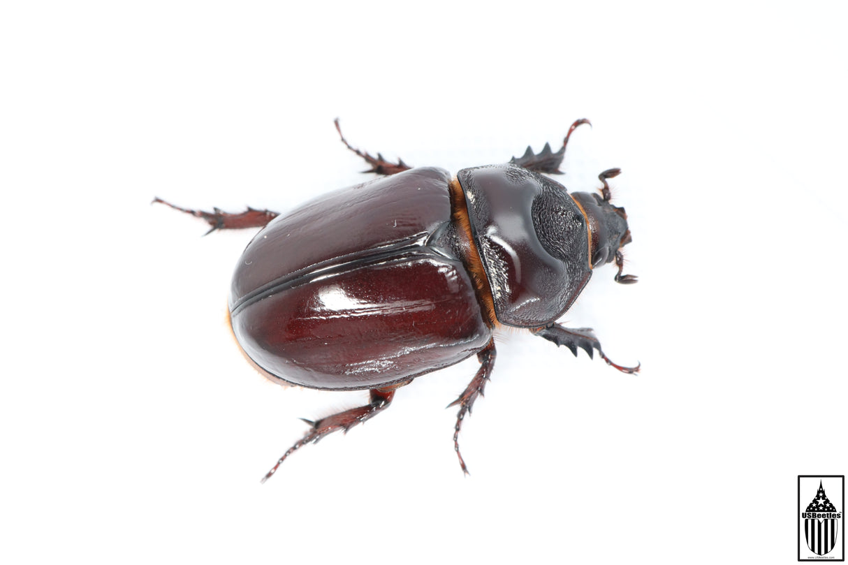 Ox Beetle (Strategus aloeus)