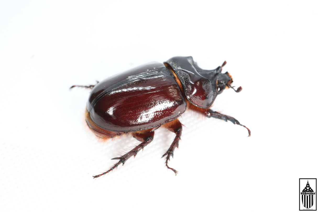 Ox Beetle (Strategus aloeus)