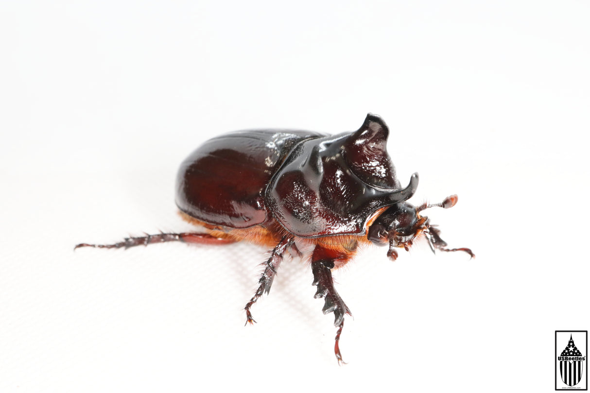 Ox Beetle (Strategus aloeus)