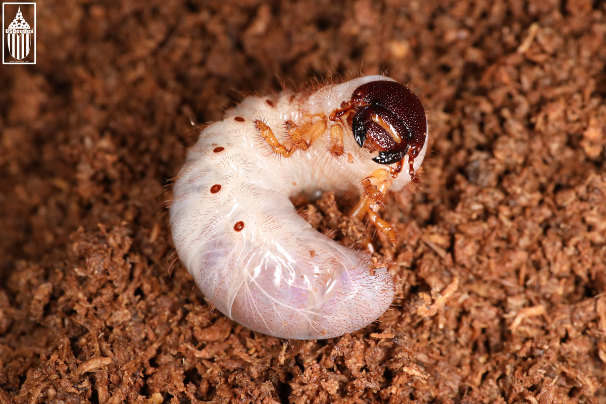 Western Hercules Beetle (Dynastes grantii) L3 larva. – USBeetles