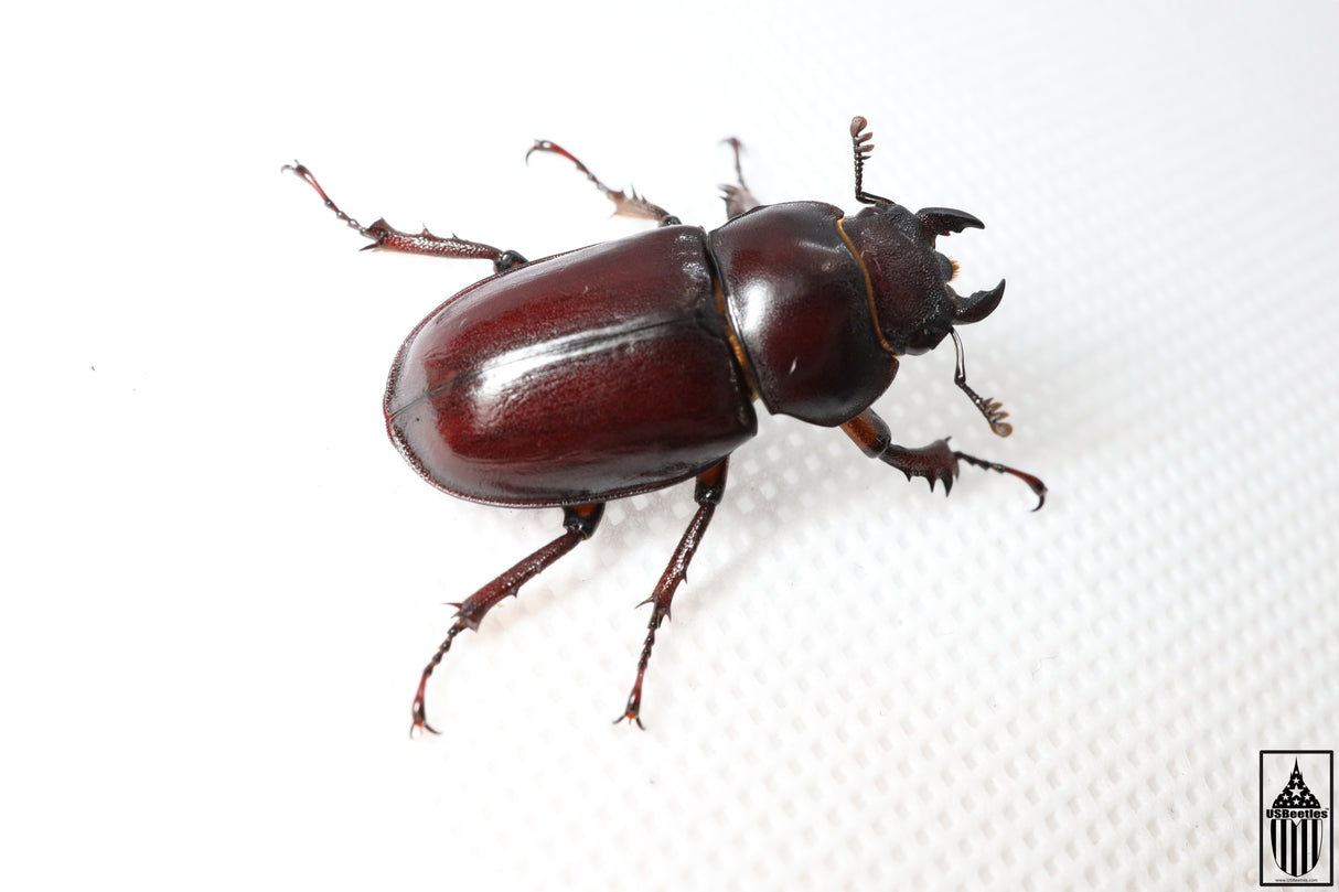 Reddish-brown Stag Beetle (Lucanus capreolus)