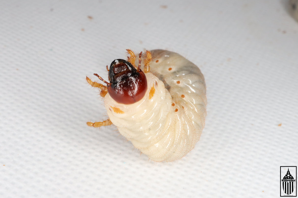 Glorious Beetle (Chrysina gloriosa) larva