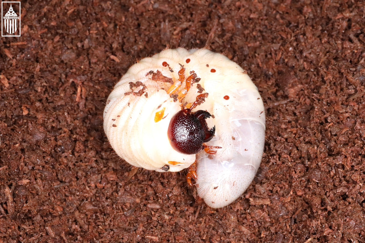 Eastern Hercules Beetle (Dynastes tityus) larva.